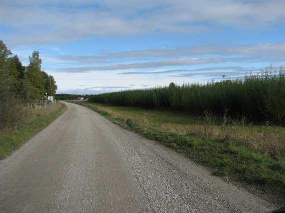 Slika 25: Plantaža vrbe uz manju prometnicu u ruralnim krajevima; široki rubovi omogućuju lakše upravljanje plantažom i dobru preglednost s promentice (Foto: Nils-Erik Nordh) Slika 26: Plantaža vrbe