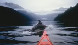 SEA KAYAKING Doubtful Sound (2 days) This two day trip is all about allowing yourself some quality time to experience a personal adventure; a genuine sea kayaking and camping experience in a remote