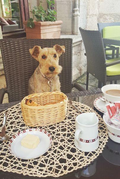 Madame T having breakfast at Abbaye de la Bussière Book it: PetsPyjamas offers one night at Abbaye de la Bussière, from 271 GOOD TO KNOW PetsPyjamas offers 2,000 pet-welcoming hotels, cottages, pubs