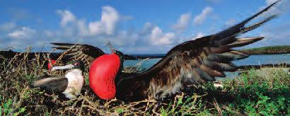 Look for the unusual mating dance of the magnificent frigate birds, one of the Galápagos Islands hallmark species.