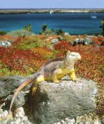PRSRT STD U.S. Postage PAID Gohagan & Company Observe, as Charles Darwin did more than 150 years ago, the distinct creatures indigenous to the Galápagos Islands, like this land iguana.
