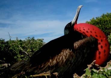 expedition to the Galapagos Islands with fantastic opportunities