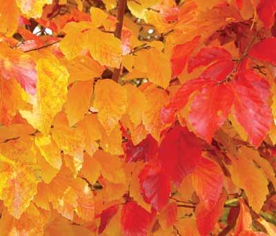 JESENSKO OBARVANJE LISTJA Če bi vas vprašali, kateri je najvidnejši znak prihoda jeseni v deželo, bi bil odgovor verjetno enoten: spreminjanje obarvanosti listja.