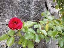 Po starih fotografijah sodeč je bil vrt ob vili Mirasasso, današnji Botanični vrt Sežana, namreč prepoln čudovitih vrtnic, ki so kot popenjavke krasile pergole, kot grmaste vrtnice krasile rondoje,
