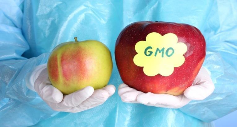 Slika 7. Uzgoj genetski modificirane jabuke Izvor: https://www.google.hr/search?