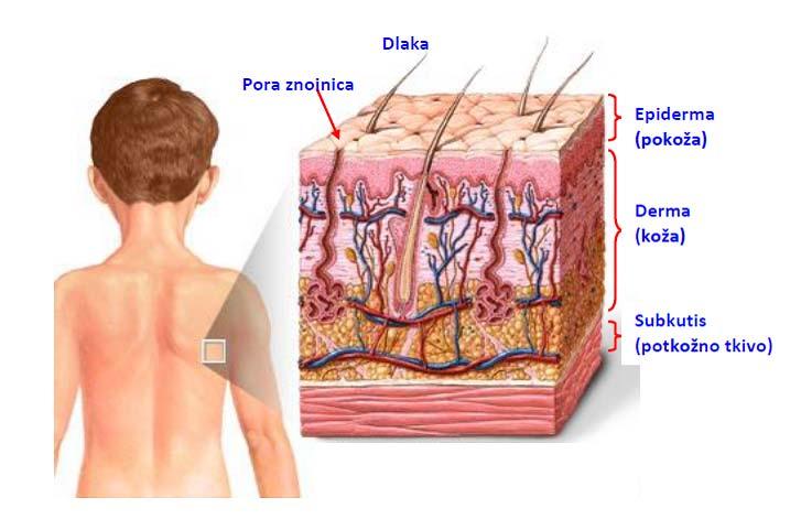Glavna barijera prolasku otrova u organizam difuzijom kroz kožu je njen površinski sloj izumrlih stanica epidermisa, ispunjen keratinom.