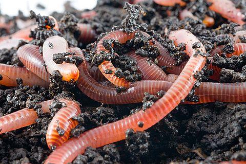Od kopnenih beskralježnjaka, za biomonitoring tla, vrlo često se koriste kalifornijske gliste (lat.