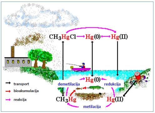 Tako je metilživa (CH 3 Hg) bila uzrokom mnogih masovnih trovanja poput najpoznatijeg i največeg trovanja u japanskom zaljevu Minamata.