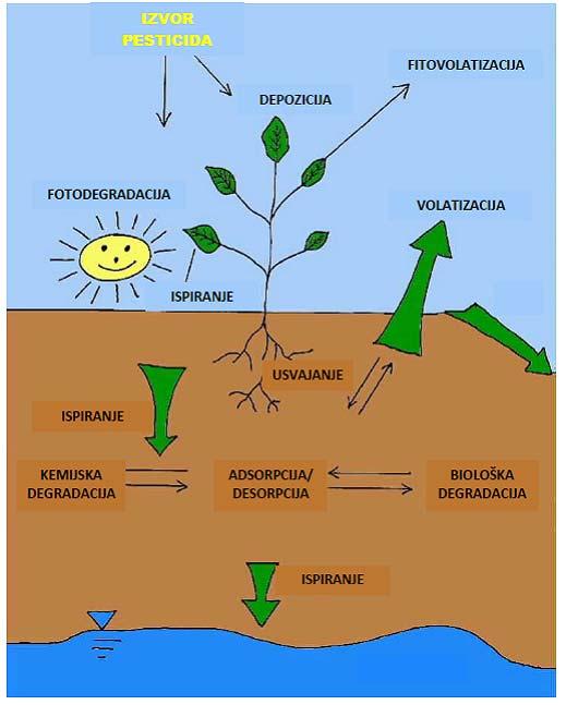 Širenju onečišćujućih tvari iz tla u okoliš, pomažu i one biljke koje iz tla usvojene onečišćujuće tvari, procesom koji se naziva fitovolatizacija, prevedu u atmosferu.