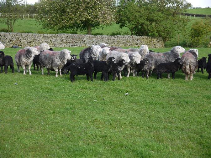 where you can admire the local landscape and learn about local sheep breeds, including Swaledale, Herdwick and