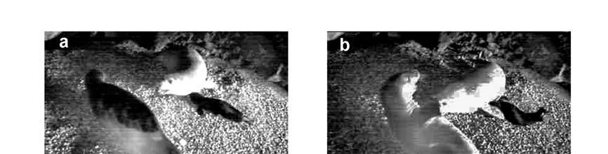 Figure 1: Sequence f images frm the CCTV system installed in the NMPANS shwing an aggressive interactin between a lactating Mediterranean mnk seal and a juvenile.