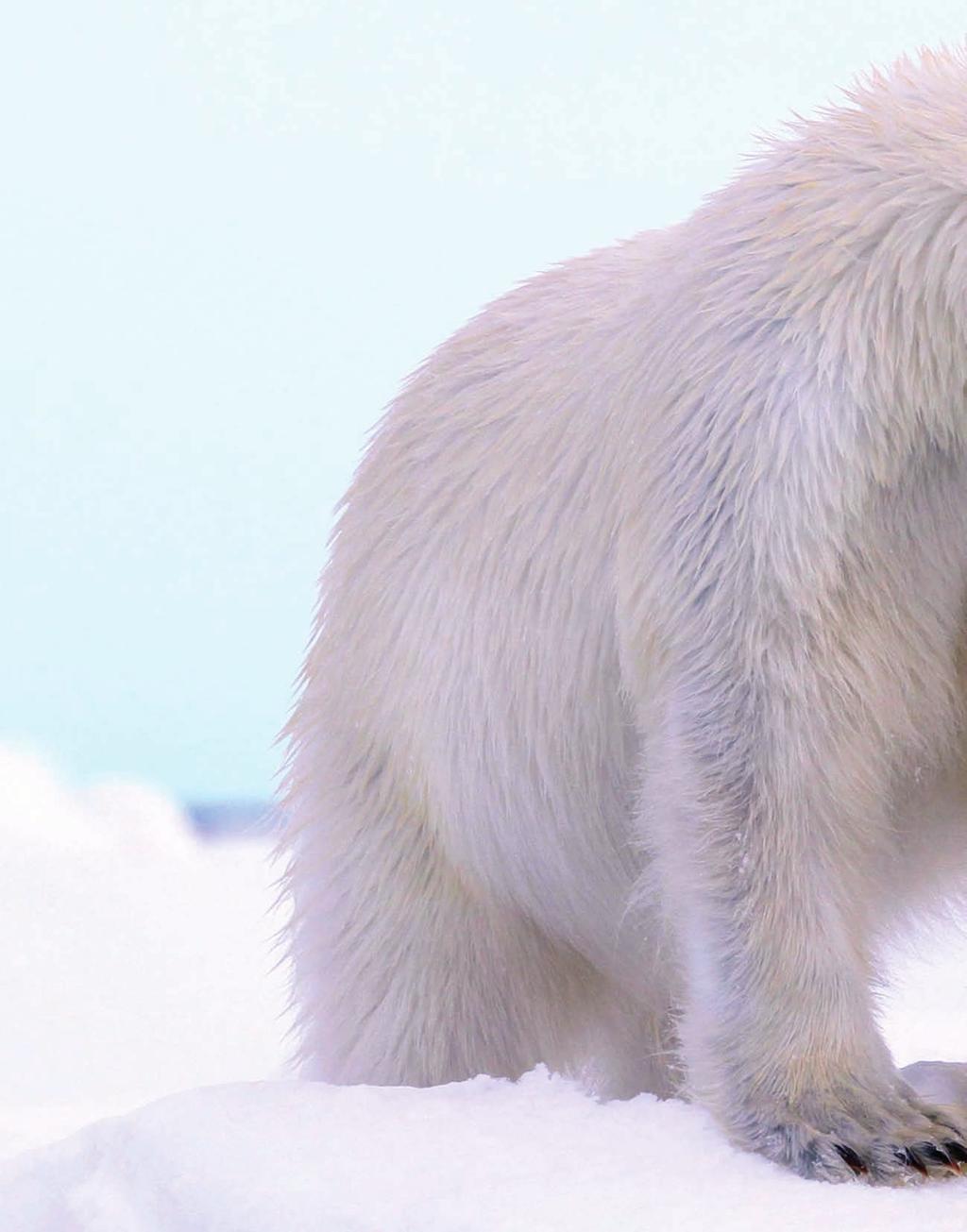 ARCTIC / The Svalbard Archipelago A soggy polar bear makes his