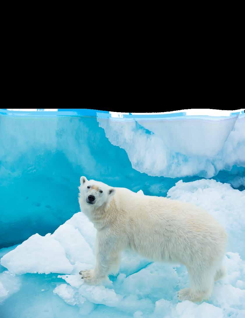 LAND OF THE ICE BEARS: AN IN-DEPTH EXPLORATION OF ARCTIC SVALBARD 11 DAYS/9 NIGHTS Aboard National Geographic explorer PRICES FROM: $8,990 to $16,630 (See page 22 for complete prices.