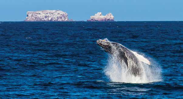 WHALES & WILDNESS: SPRING IN THE SEA OF CORTEZ ITINERARY: 8 DAYS/7 NIGHTS NATIONAL GEOGRAPHIC SEA BIRD Breaching humpback.