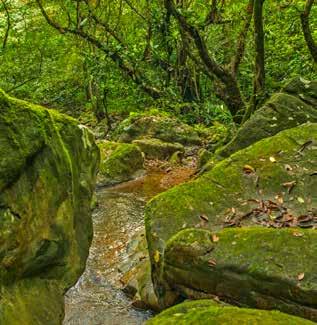 Los Helechos Trail: It is a path of 800mts, duration of 45 minutes, and its height is 784 meters above sea level. Surrounded by cloud forests, streams, plants and fauna.
