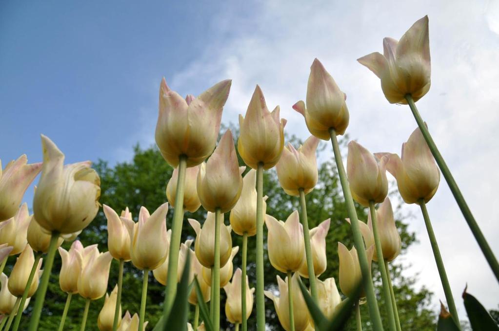 Fotografija prikazuje povezanost rastlin s svetlobo. Tulipani se trudijo zrasti čim više proti viru svetlobe za boljši izkoristek energije za proces fotosinteze.