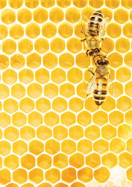 Beekeeping veil and suit repairs: Ring Jenny on 07788407497 or 01823 270465 Wanted Galmington area apiary Do you know of a suitable site for a new apiary in the Galmington area of Taunton?