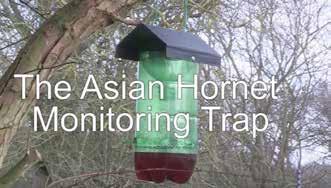 Asian hornet traps If you ve been wrestling with old mineral water bottles and bent wire and still can t quite make