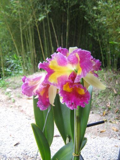 The Orchist World You will have a nice experience with nature.