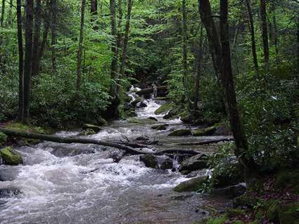 25 Mountains-to-Sea Trail Last Updated 1/1/2017 Goshen Creek Photo by Shelton Wilder 38.9 At BRP, turn right and hike north.