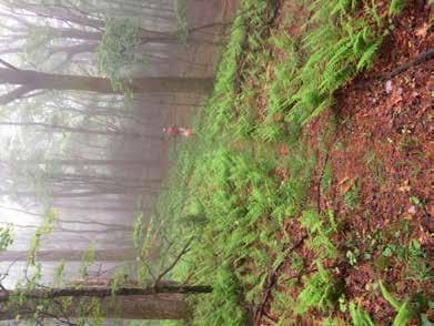 Segment 5 50 Ferns in the mist in Ashe County Photo by Carolyn Sakowski 49.1 Cross BRP to west side. You will see the Wilder Bench beside trail as you head uphill.