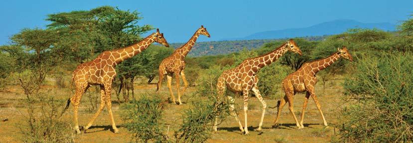 nights at Kapama River Lodge in Hoedspruit, and 2 nights at The Commodore Hotel in Cape Town 5 breakfasts, 3 lunches, and 3 dinners 1 half-day and 1 full-day game drive 1 full-day tour of