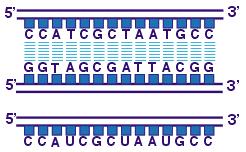 Kao i DNA i RNA je linearni polimer, koji čine četiri nukleotida meñusobno povezana kovalentnim vezama.
