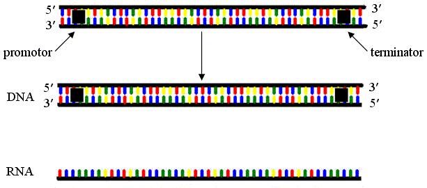 polimerazom II i transkripcijskim faktorima. Transkripcija u stanici često zahtjeva i ojačanje uz pomoć enzima koji modificiraju kromatin. Ti enzimi su korepresori.