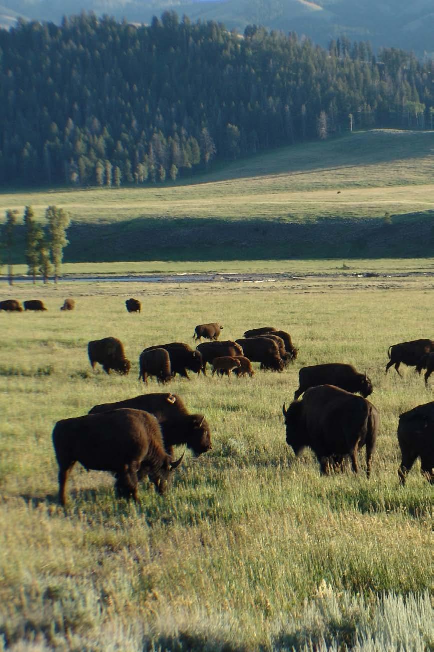 Tips for Summer Wildlife Viewing Yellowstone National Park is a place of natural wonders and geothermal phenomena, with an abundance of diverse, free roaming wildlife.