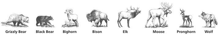 Animals In Yellowstone MAMMAL LOCATION MAP Use the map above as a guide to areas frequented by these big mammals, and