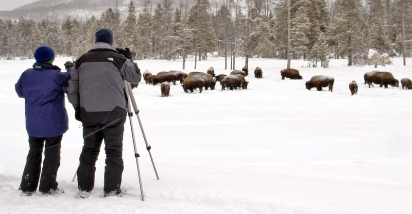 Lodging & Learning Winter Packages Our award-winning Lodging & Learning programs combine the renowned expertise of the Yellowstone Forever Institute and our own lodging, food, and transportation