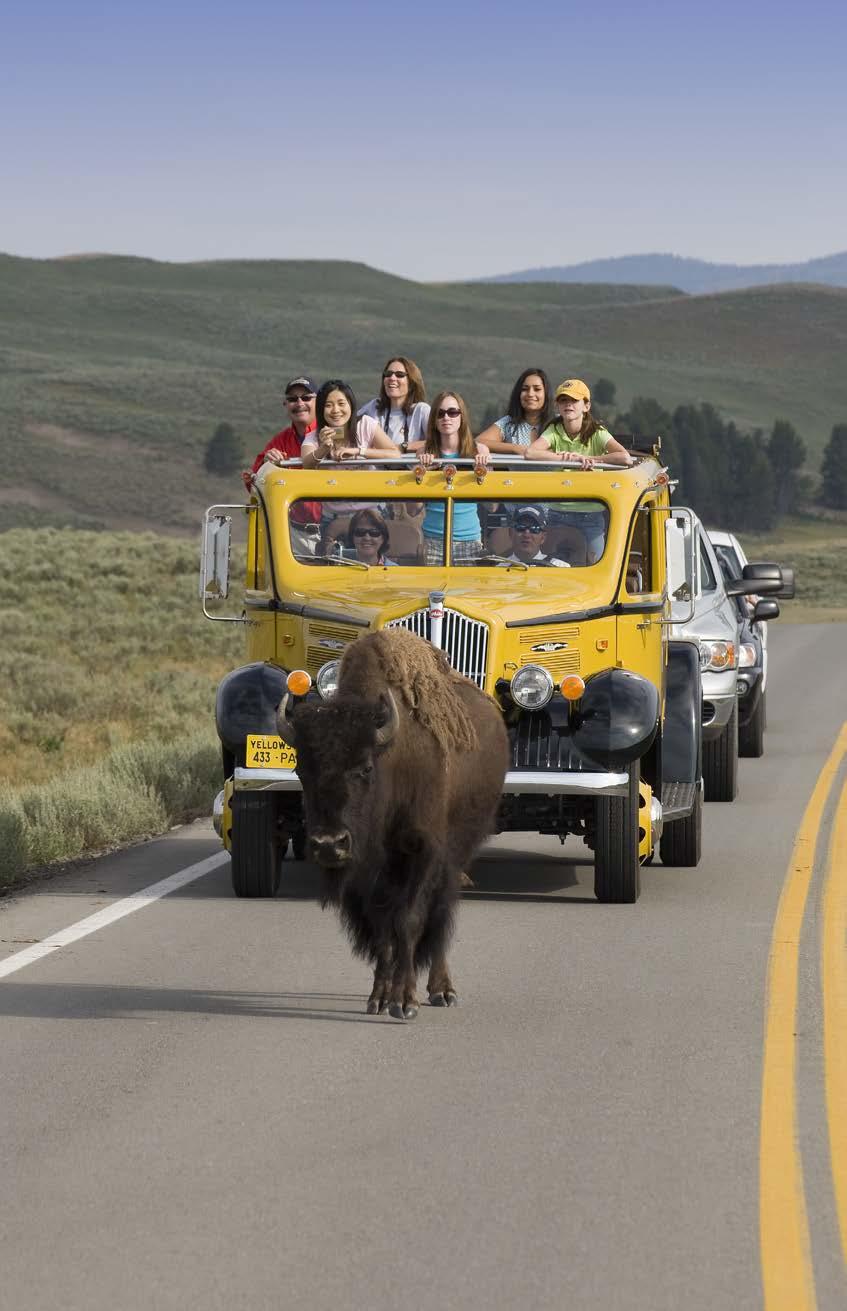 5 Must-Do Yellowstone Adventures In Yellowstone National Park, there s no shortage of adventures.