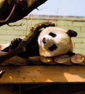 of Iona 6 nights stay with dinner, The Panda Experience SCOTLAND & IRELAND 634 16th July 24th September 66 A wonderful holiday of contrasts ranging from beautiful scenery, the seaside, giant pandas