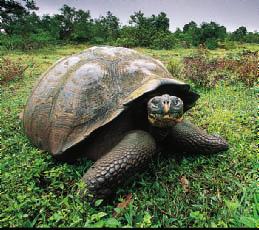 Sailors valued the tortoises as a source of fresh meat because the giant tortoises could live on ships for months without food or water.