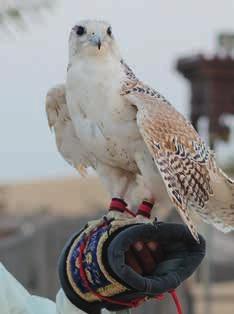 DURATION morning DEPARTS Mon, Wed + Sat, all year Falcon World $84^ Visit the Abu Dhabi Falcon Hospital to explore nature s most awe-inspiring bird of prey, the falcon.