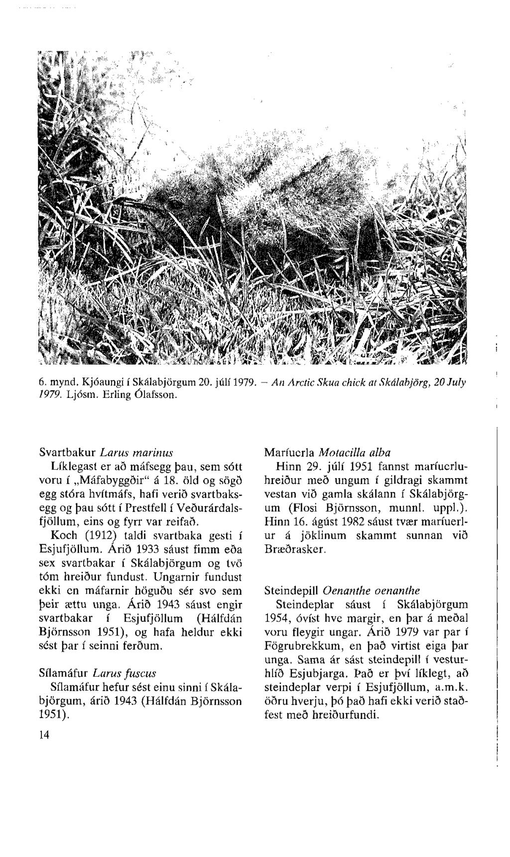 6. mynd. Kjóaungi í Skálabjörgum 20. júlí 1979. - An Arctic Skua chick at Skálabjörg, 20 July 1979. Ljósm. Erling Ólafsson.