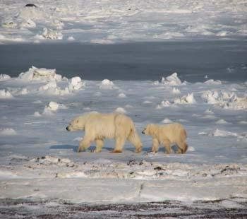 Case Study: Polar Bear Viewing