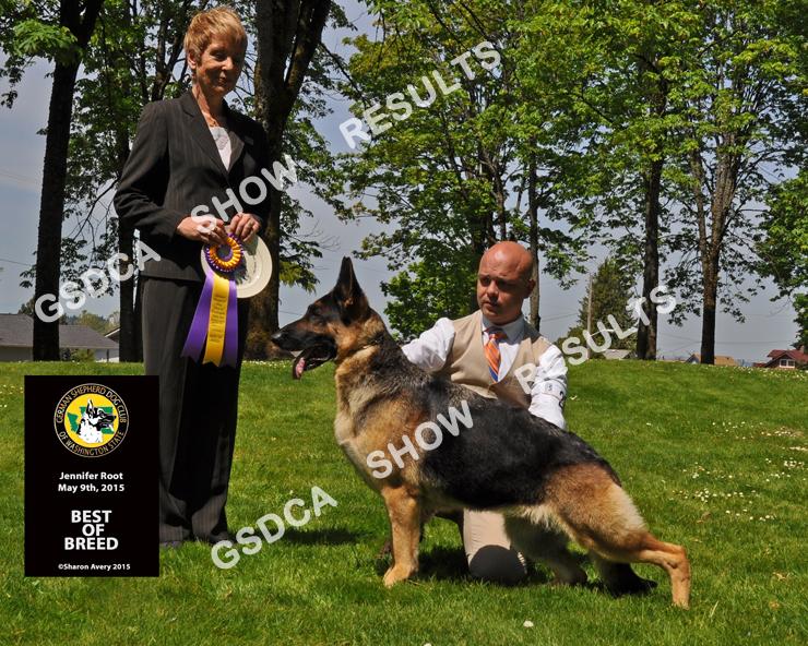 GSDC of Washington State Specialty, Saturday, May 9th 2015 BEST OF BREED 22 BOB GCH KOHLEIN'S MARCHESA. DN33384501. 11/29/09.