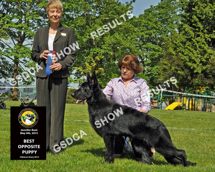 Puppy Dogs 6 -- 9 Mos. GSDC of Washington State Specialty, Saturday, May 9 th 2015 DOGS ` ` 5 BOP SUNRISE'S 8 BALL. DN41301701. 11/8/14.