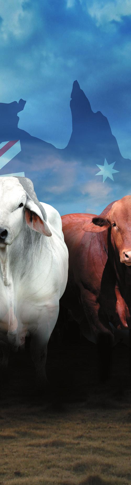 SOCIAL EVENTS Ticket price Date Time Venue QCL Nose to Tail Dinner $180 Sunday 6 May 6:30pm 10:30pm Rabobank Beef Industry Awards Dinner presented by QCL Ruralco Commercial Cattle Awards Dinner ANZ