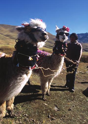 treasures of peru P-05 TREKKING ADVENTURE FROM CUSCO TO MACHU PICCHU Featuring Overnight at Lodges en Route Eleven Days USA Departures: Friday & Saturday DAY 1: DEPARTURE TO LIMA & CUSCO: Join us on