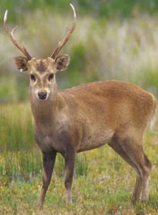 Indian Hog deer Scientific name: Axis porcinus It is listed as Endangered under IUCN list Hog Deer traditionally found