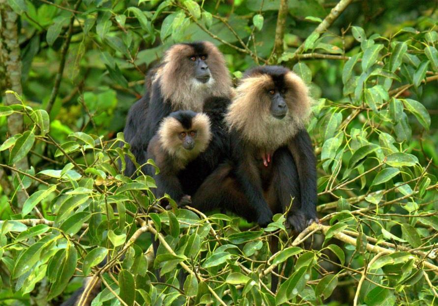 Scientific name: Macaca silenus It is also called as Lion-tailed Macaque, Wanderoo, Liontail Macaque This animal is endemic to the
