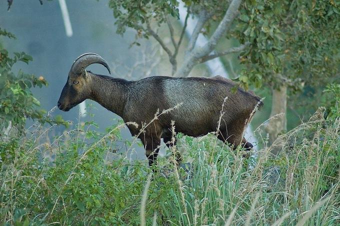Scientific name: Nilgiritragus hylocrius It is listed as endangered species. The current distribution of the Nilgiri Tahr is restricted to just about 5% of the Western Ghats in Kerala and Tamil Nadu.
