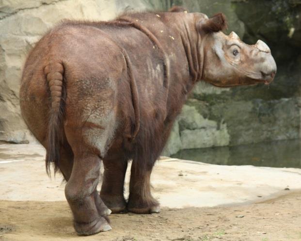 Scientific name: Dicerorhinus sumatrensis The Sumatran Rhinoceros is listed as Critically Endangered under IUCN list These