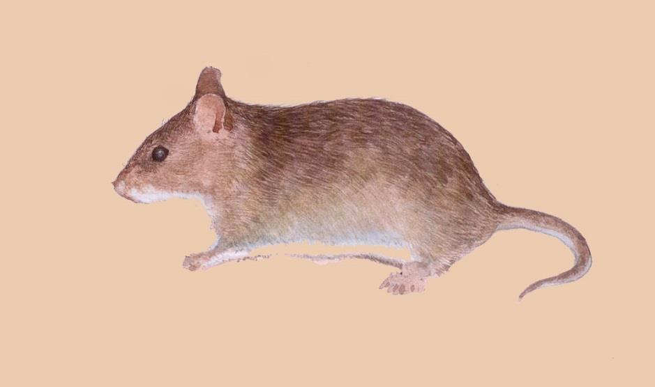 Scientific name: The Kondana Soft-furred Rat is listed as the critically endangered species under IUCN. It is an endemic species to India.
