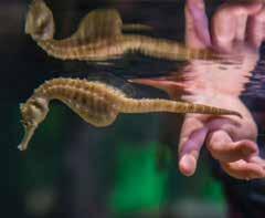 Launceston & Northern Tasmania Seahorse World In the heart of the Tamar Valley at Beauty Point, just 45 minutes drive north of Launceston, Seahorse World and Southern Ocean Aquarium reveals the