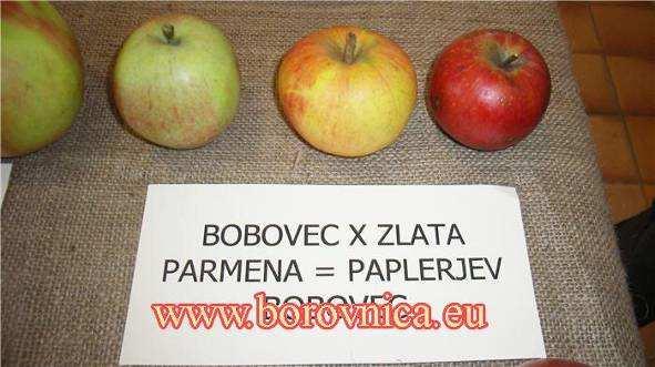 Slika 2: Paplerjev bobovec ali paplerka Vir: http://www.borovnica.eu/phpb