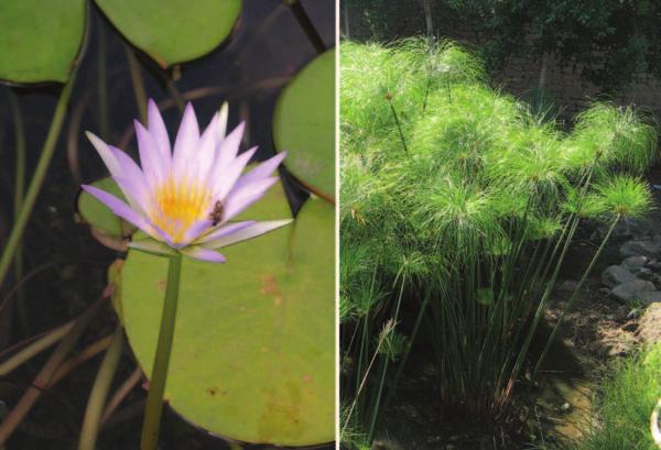 Figure 6. Lotus, or lilies, and papyrus used to be commonly found in Egypt. They have both been reintroduced, and the latter is used to make sheets of papyrus. Photo.