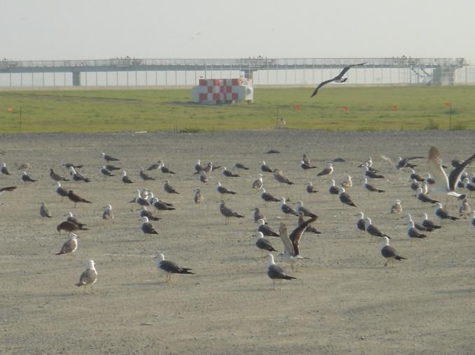 the RWY Seagull resting on the runway AIP JAPAN RJGG AD2.